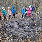 Buchtowisko dzików
