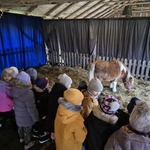 Przedszkolaki zwiedzające szopkę bożonarodzeniową